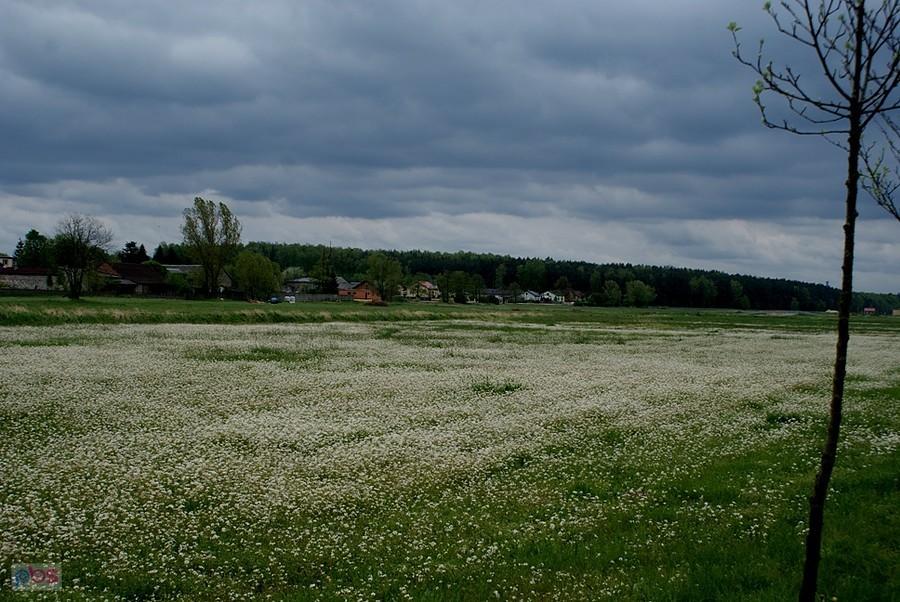 Biała łąka między Lubochnią a Tomaszowem