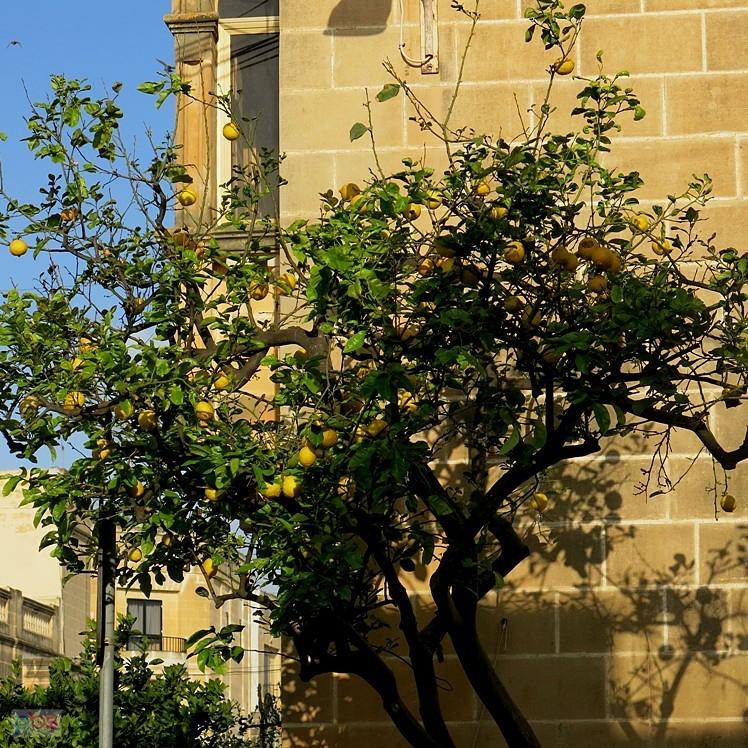 Cytryny przed domem - Malta