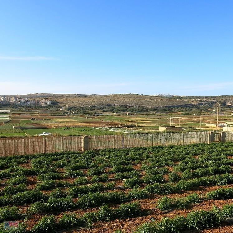 Na zachodzie wyspy jest bardziej zielono - Malta