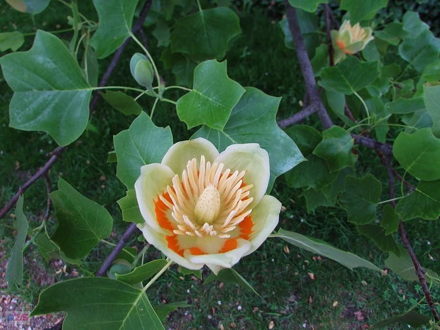 Kwiat tulipanowca