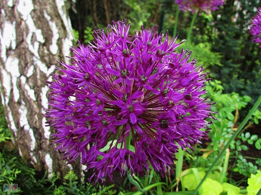 Kwiatowa kula czosnku