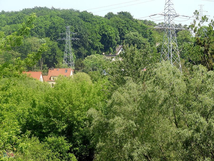 Lubię ten widok na las z ulicy Kochanowskiego.