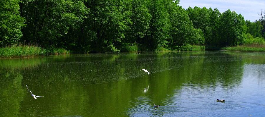 Latać, pływać... - Kocie Doły