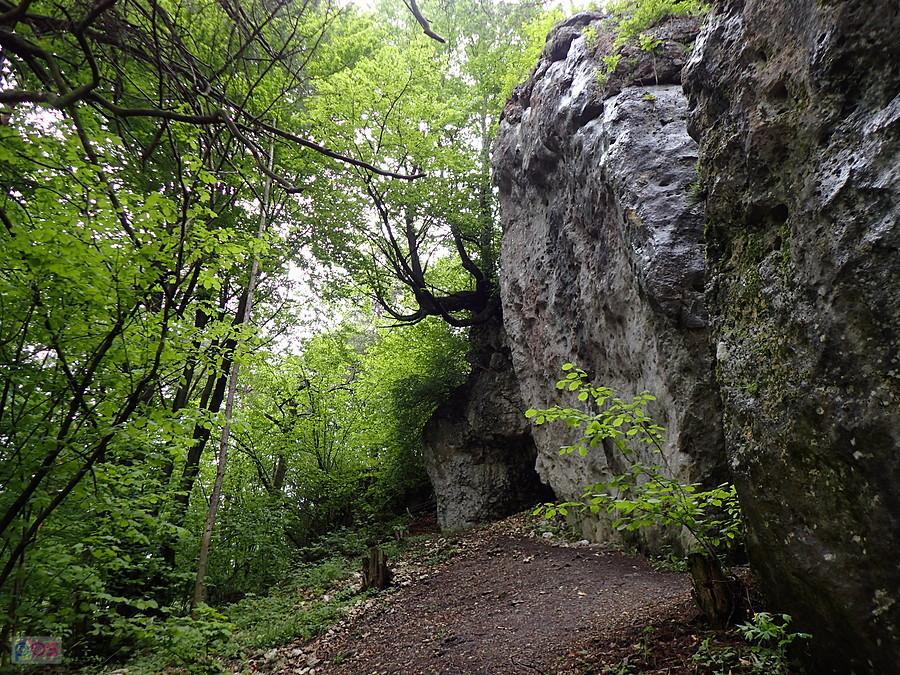 Drzewo rosnące na skale