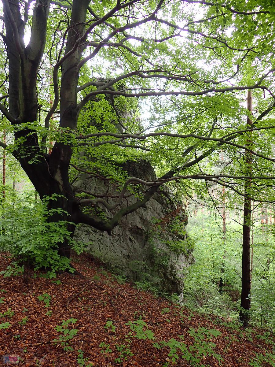 Drzewo i skała