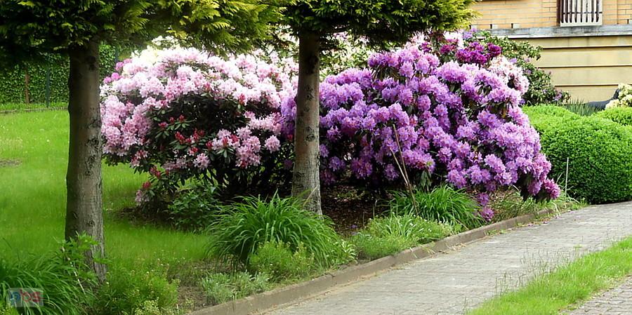 Ogródek w Pilchowie i kwitnący rododendron.