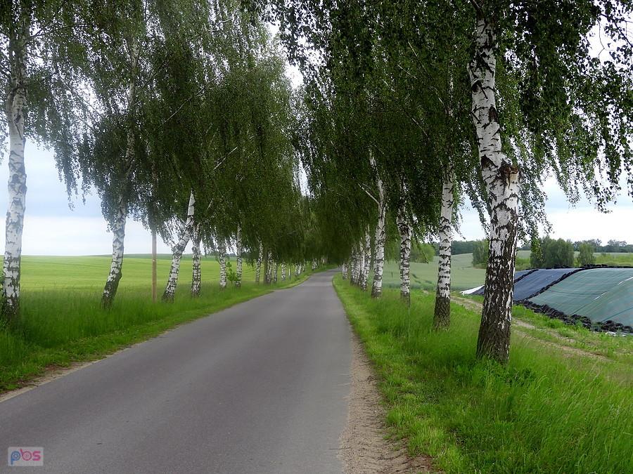 Moja ulubiona trasa z aleją brzozową pod miejscowością Bismark.