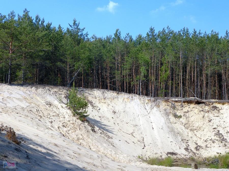 Jest i karłowata sosna