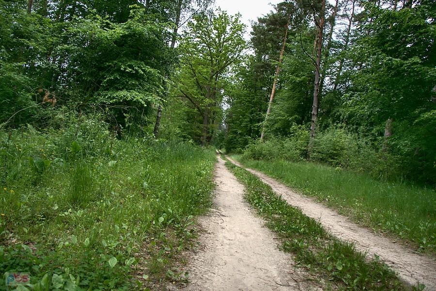 przez Puszczę nad stawy w Jezierzycach