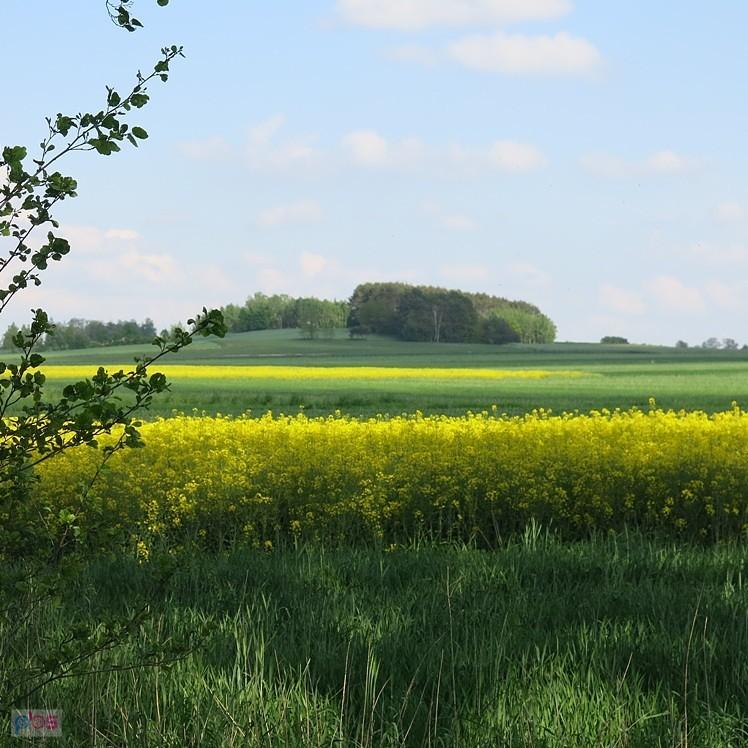 Zielone i żółte współgrają ze sobą