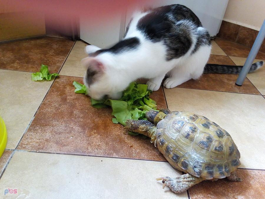 Domowy obrazek. "Jestem kotem, a nie psem ogrodnika.."