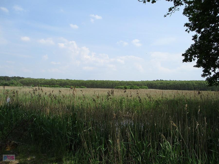Natura 2000 - Szczypiorniak
