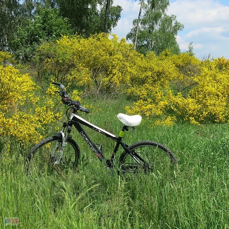 Bocian po modyfikacjach, pozuje :)