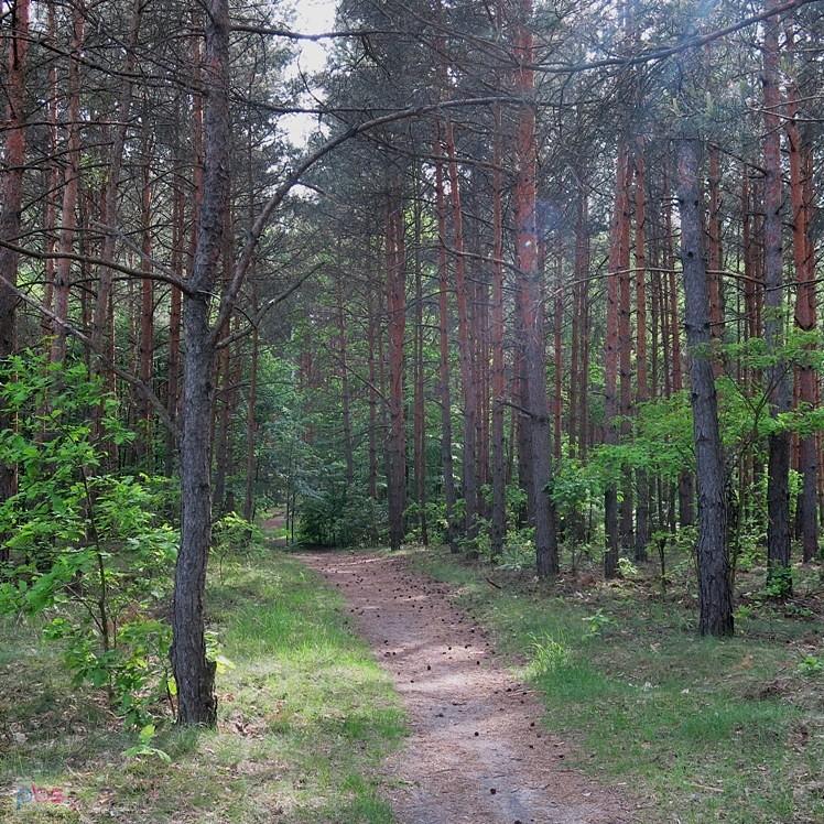 Coś prześladuje mnie ten las