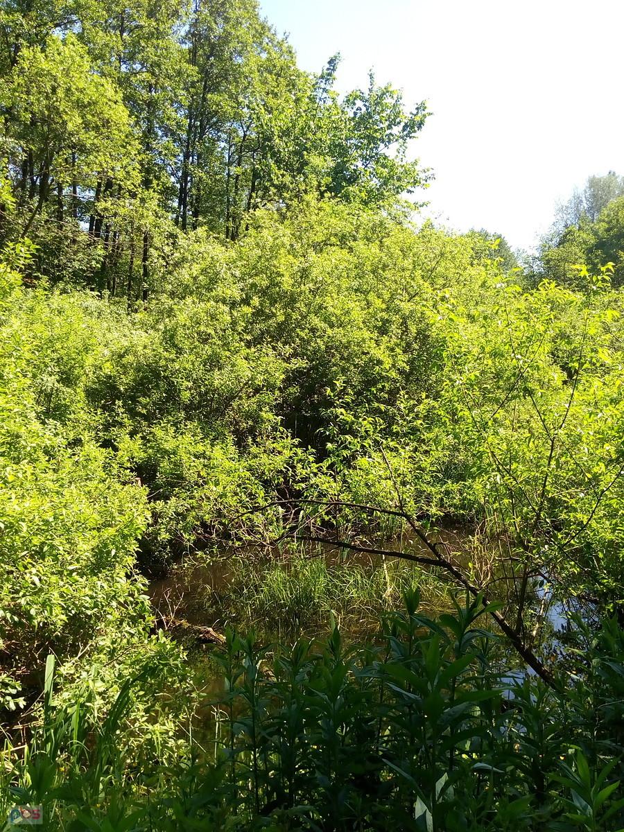 Bagienny teren