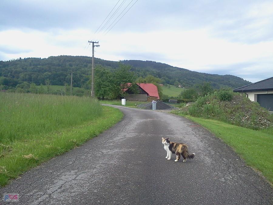 Kotek