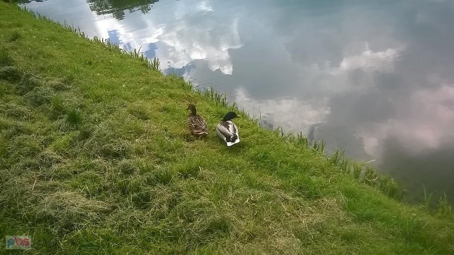 A tu kaczuszki odpoczywające nad stawem Irydion