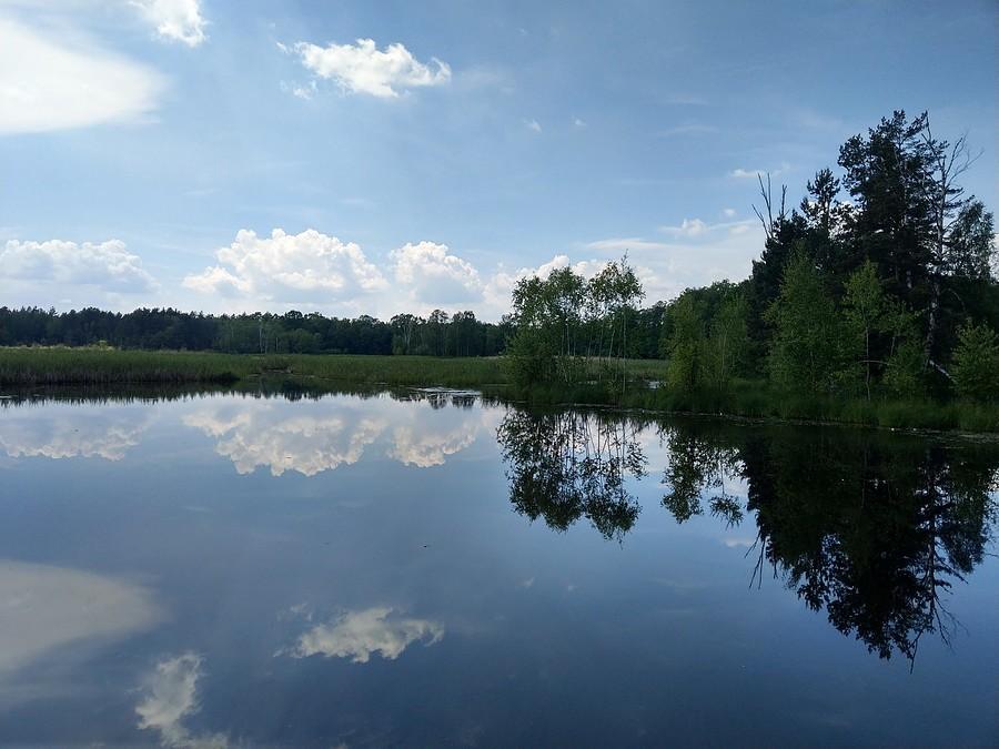 Rezerwat Brzoza