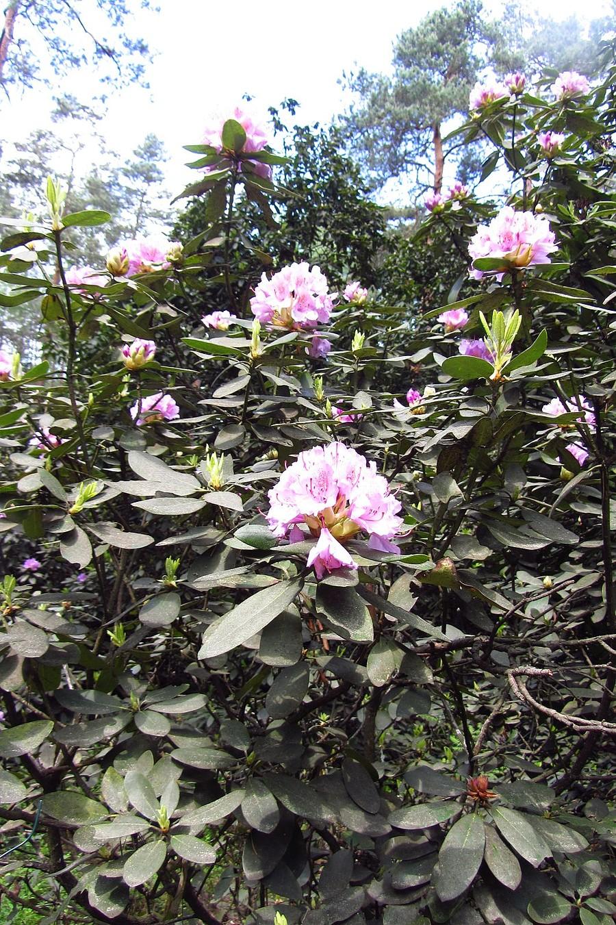 Rododendrony jeszcze nie do końca rozkwitły