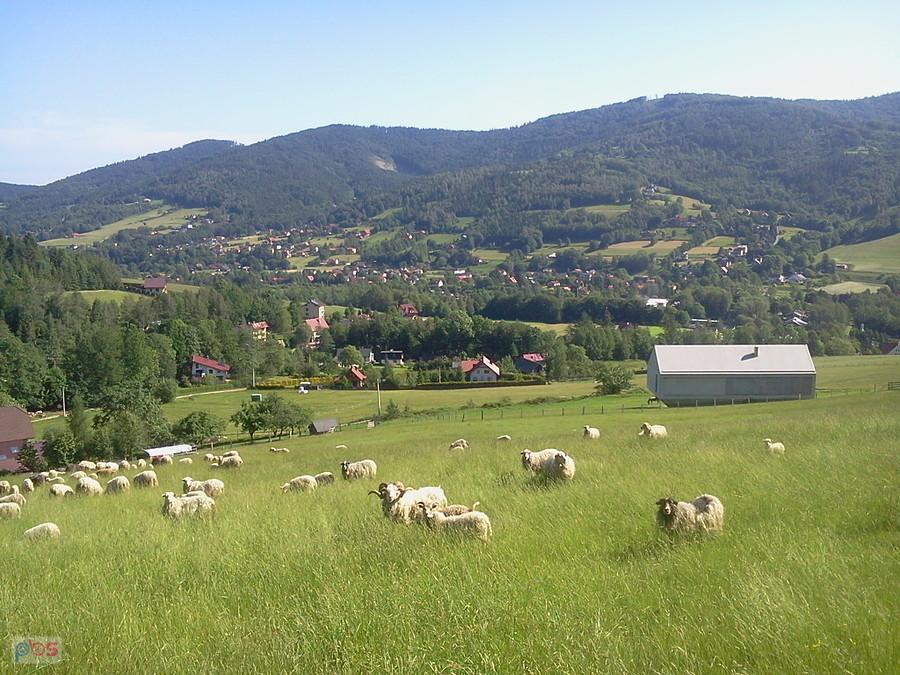 Stado owiec i dom Arka