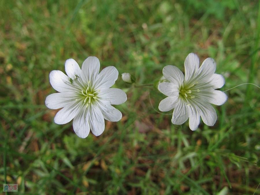 Rogownica polna