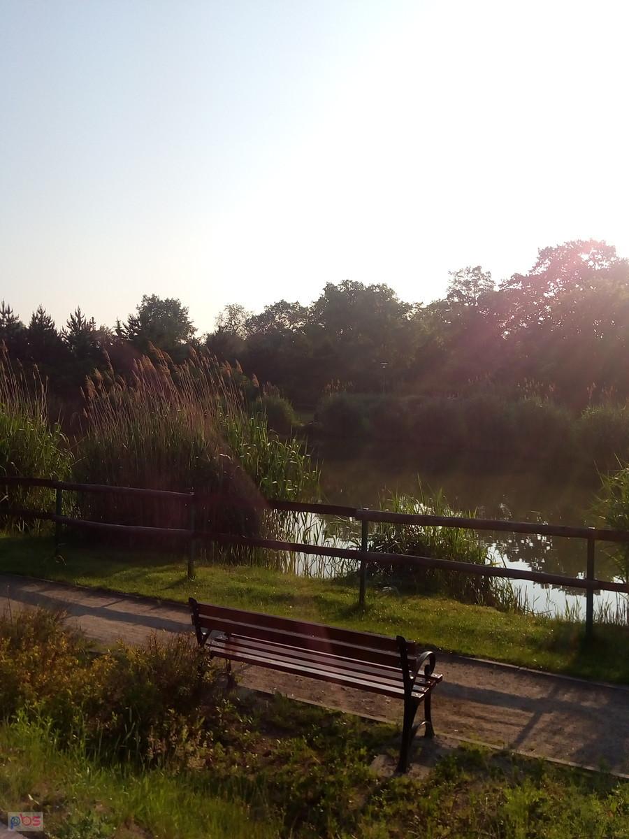 Staw w Borzęcinie