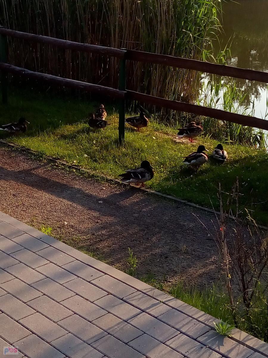 Kaczuszki na brzegu stawu