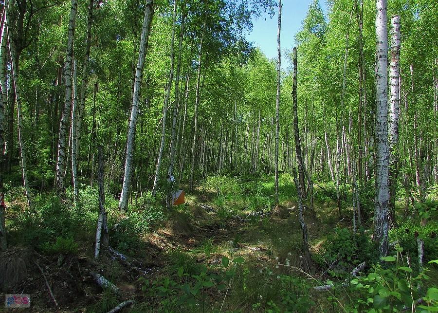 PK nr 37 schowany w brzózkach