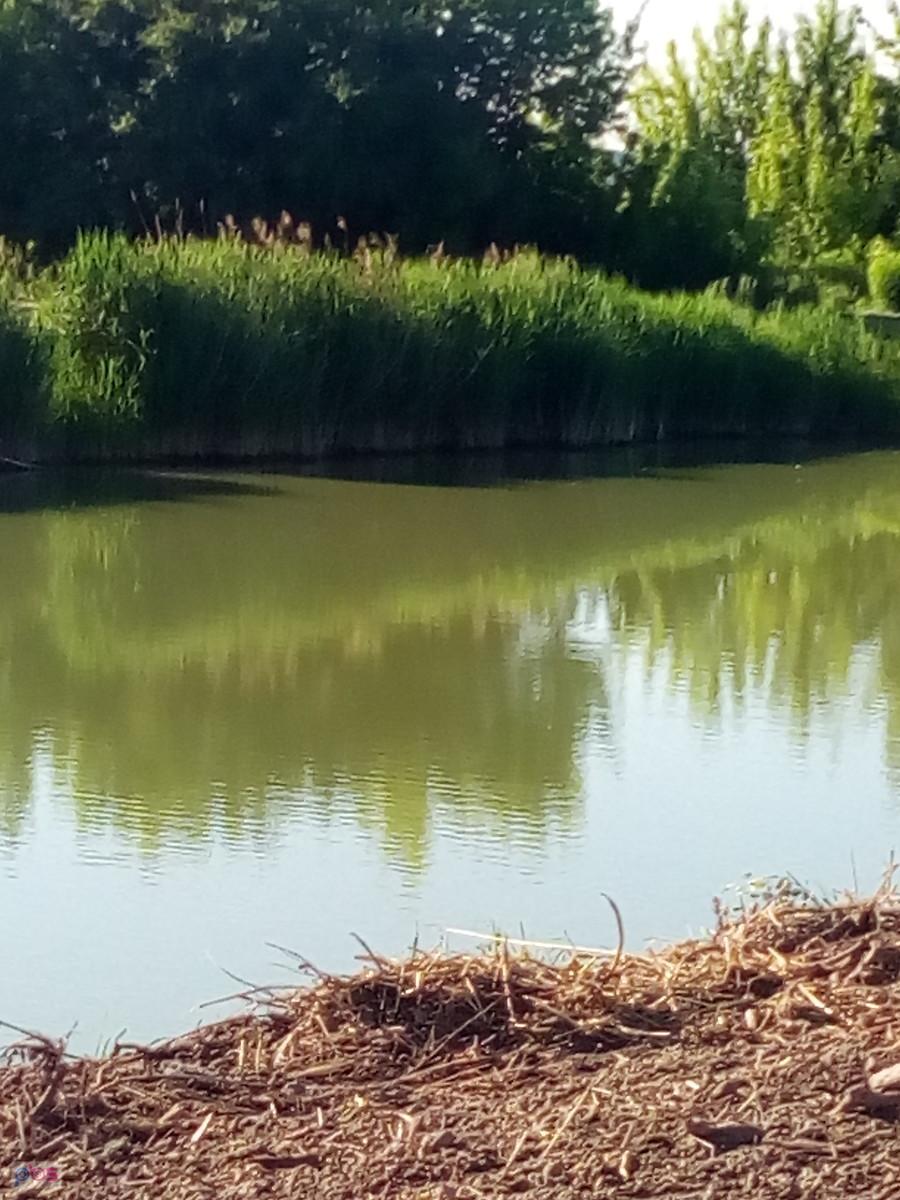 Staw w Myszczynie