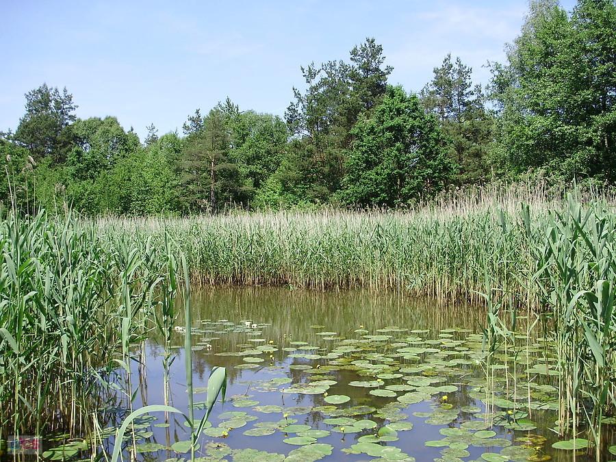 W Blachowni - początek kwitnienia - lilje