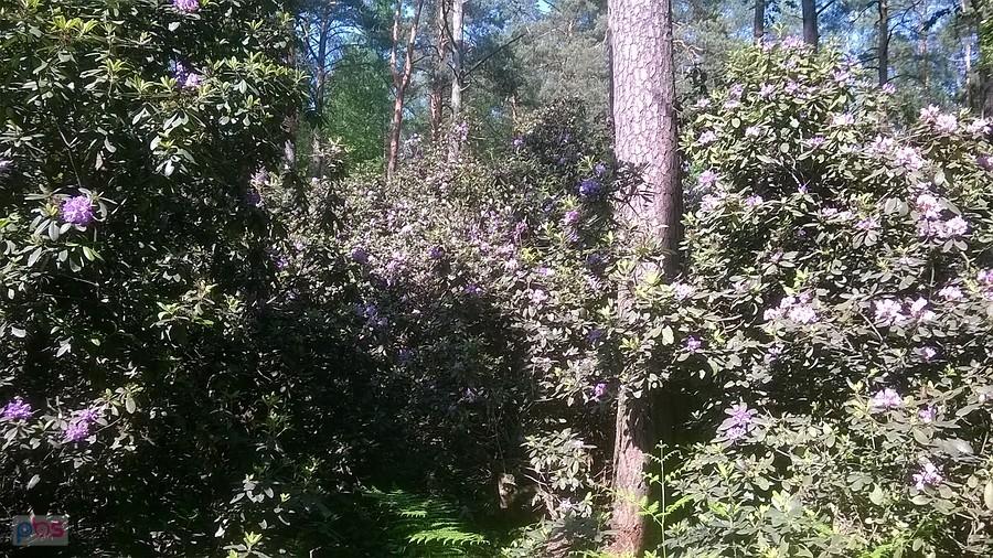 Kwitnące Rododendrony
