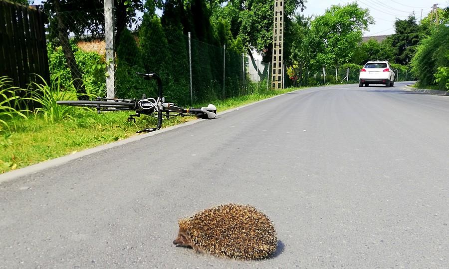 Akcja "przeprowadź jeża" - udana :)