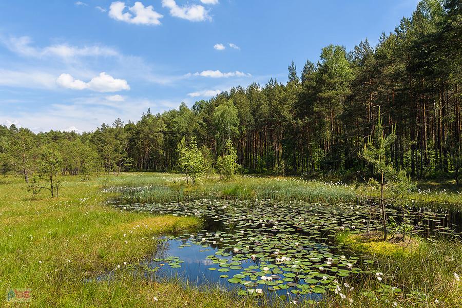 Obszar Natura 2000 - Bagno Korzonek