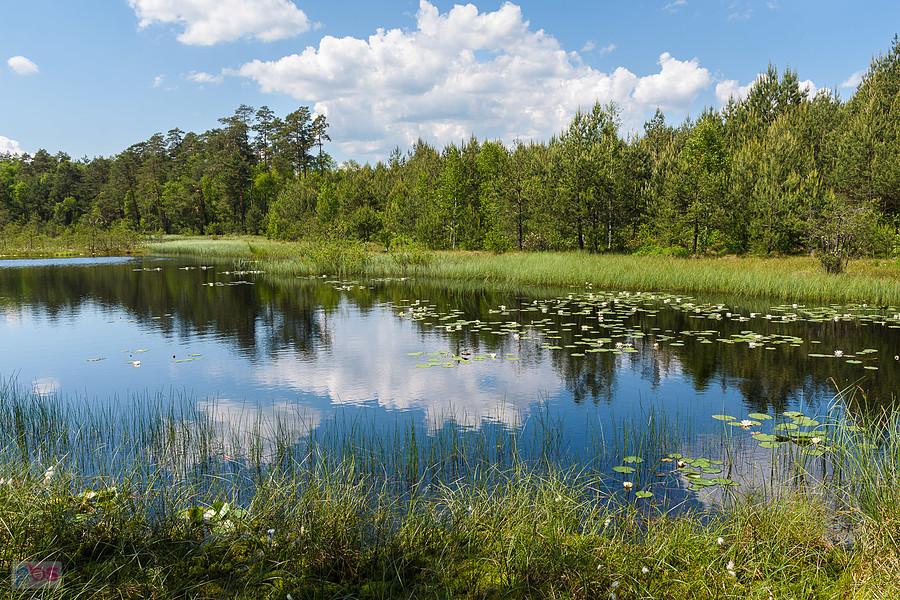 Obszar Natura 2000 - Bagno Korzonek