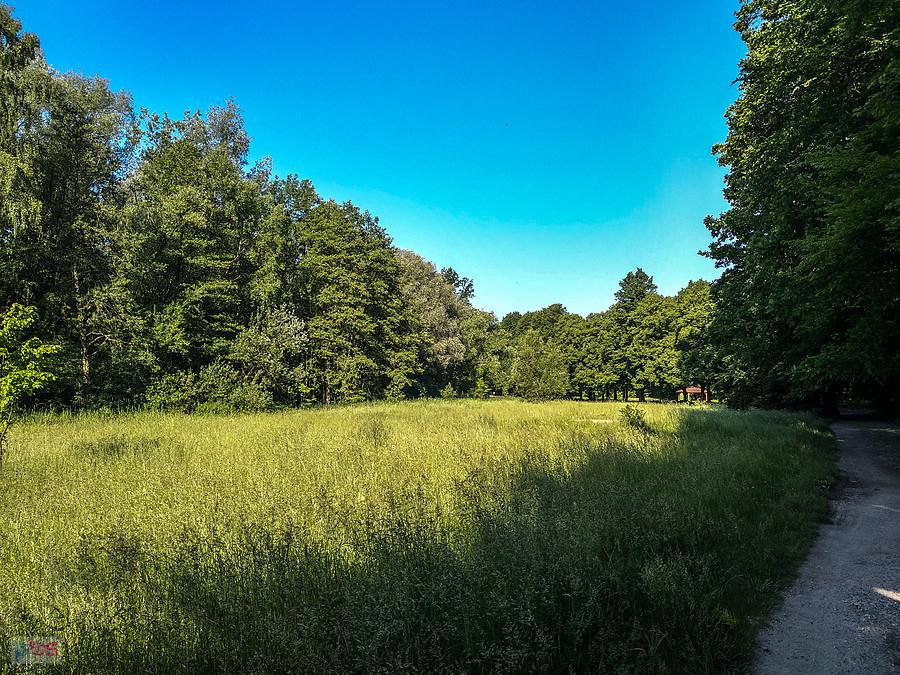 Poranek w lasku Makoszowskim