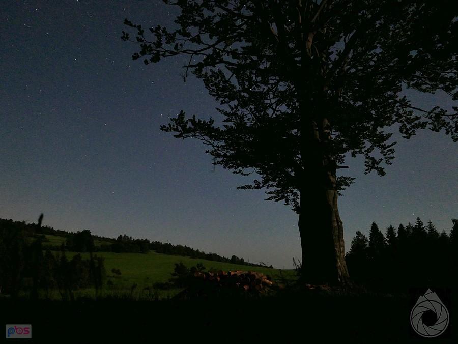 nocne drzewo okołobiwakowe