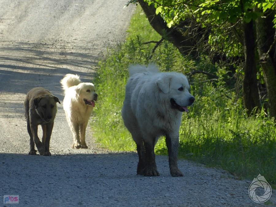 misie polarne udające psy pasterskie