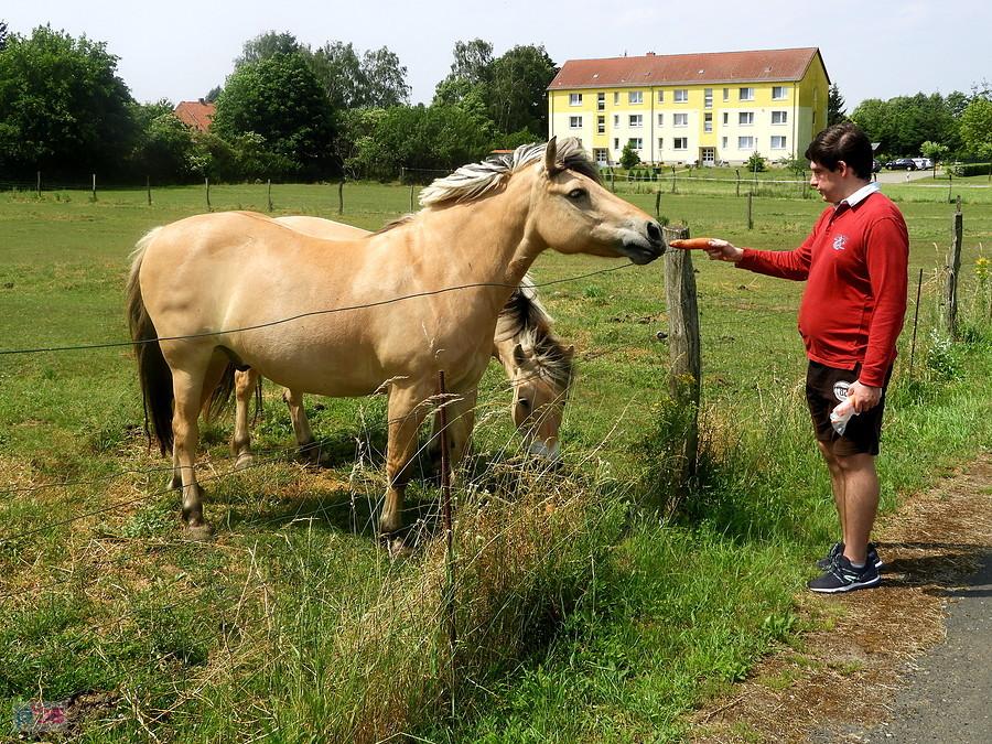 Kuba karmi konie z Blankensee - oczywiście marchewką.