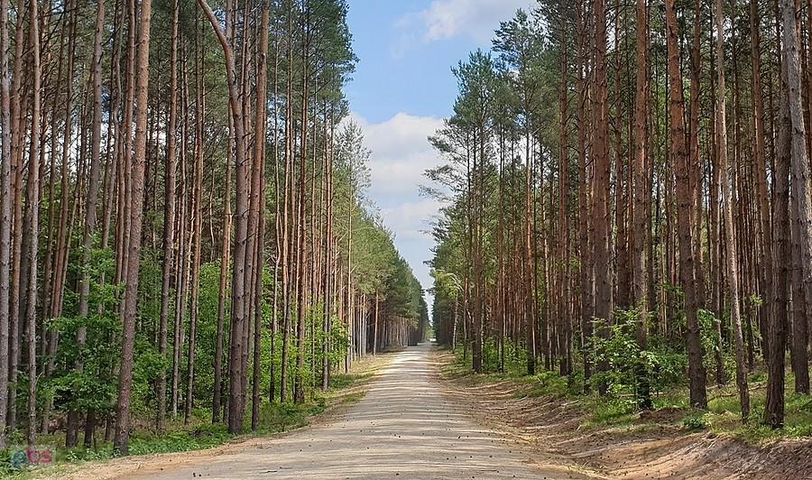 Szutrówka do Niedźwiedzia