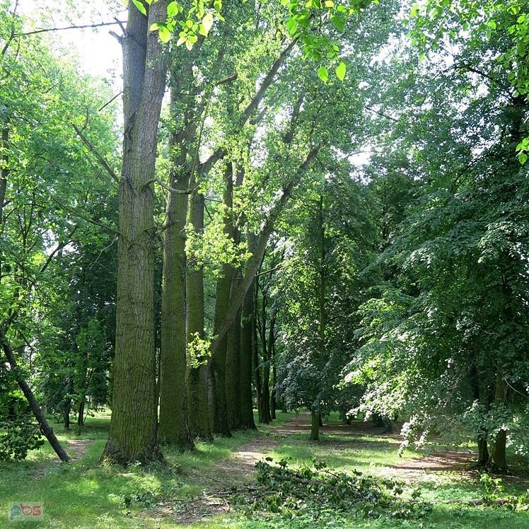 W parku, aleją