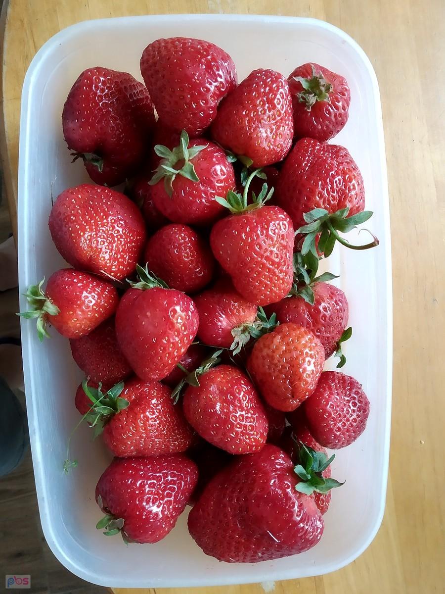 Truskawki 7 zł/kg