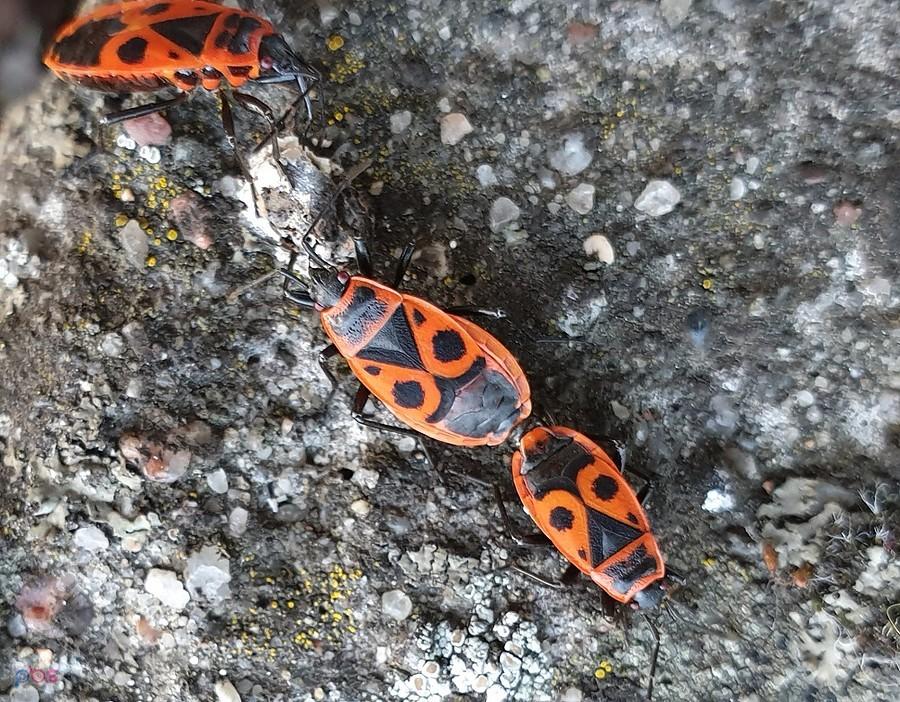 Kowal bezskrzydły (Pyrrhocoris apterus)