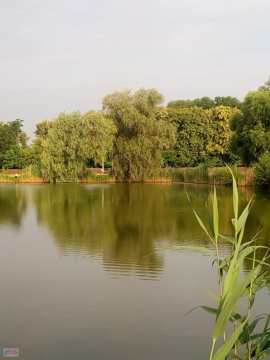Staw w Zielonkach