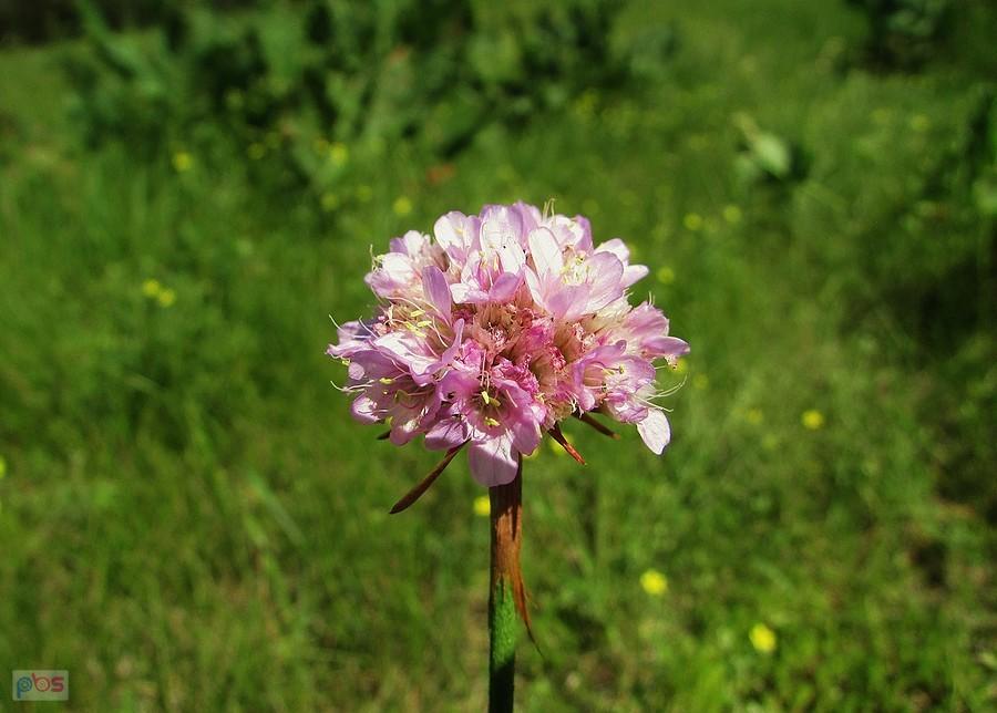 Kwiat zawciągu