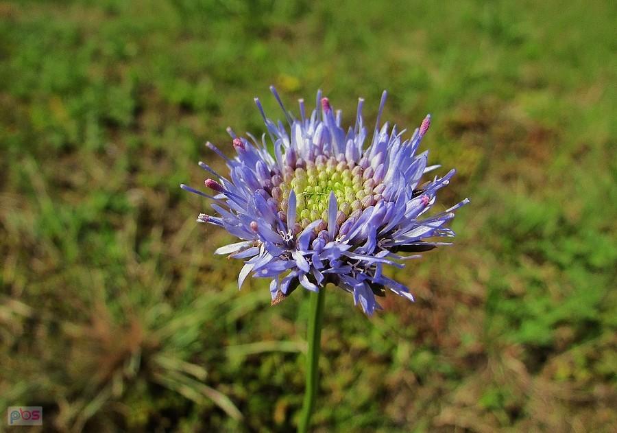 Jasieniec piaskowy