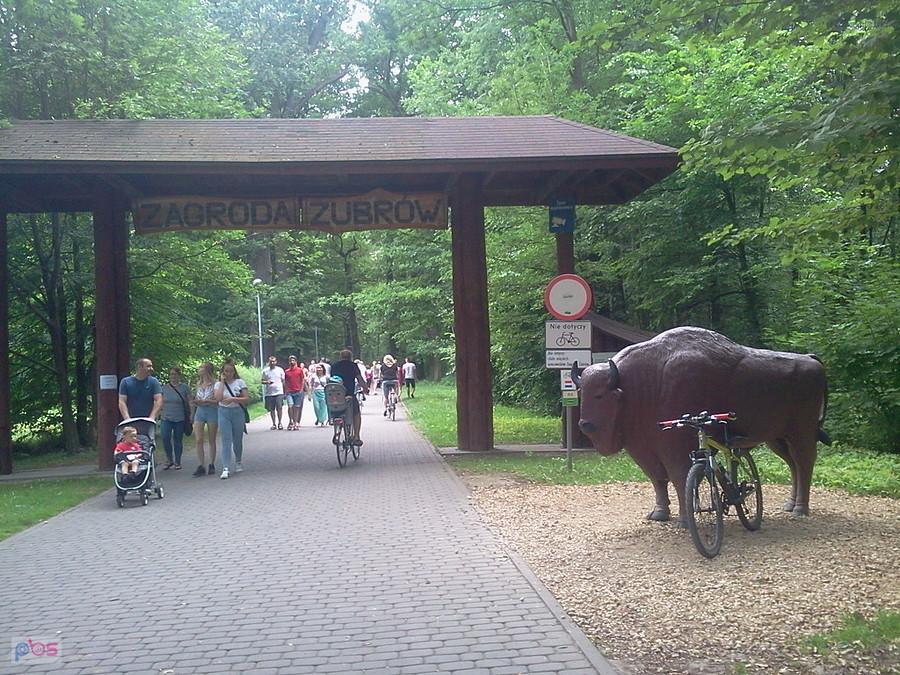 Przed zagrodą żubrów