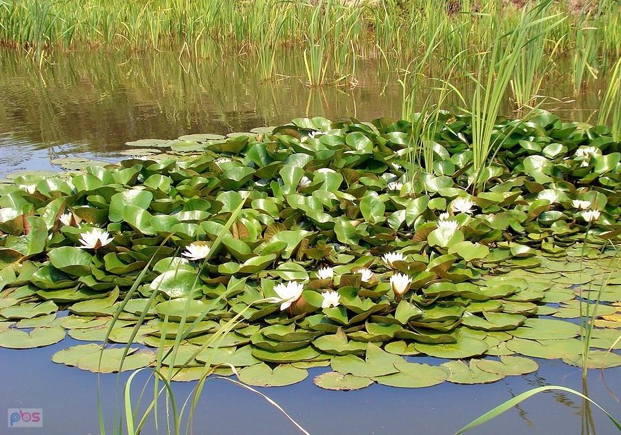 Nymphaea alba na stawie w Wietszycach
