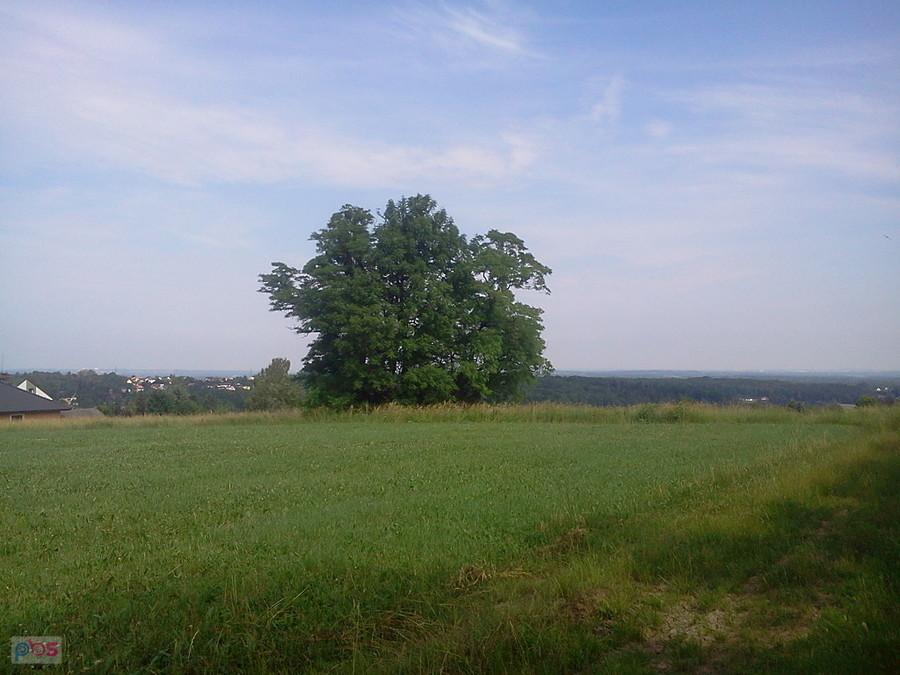 Pikiety zagadkowy kopiec