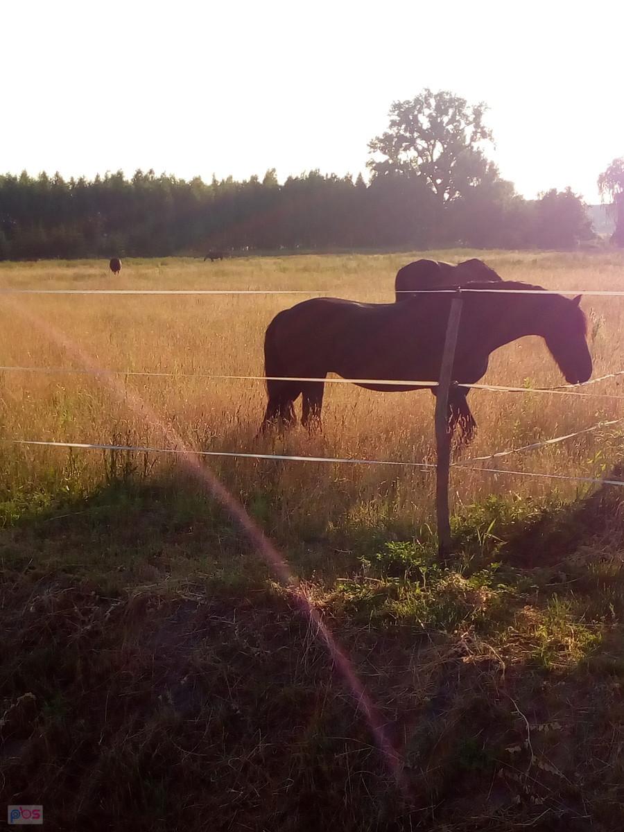 Konie w pensjonacie w Duchnicach