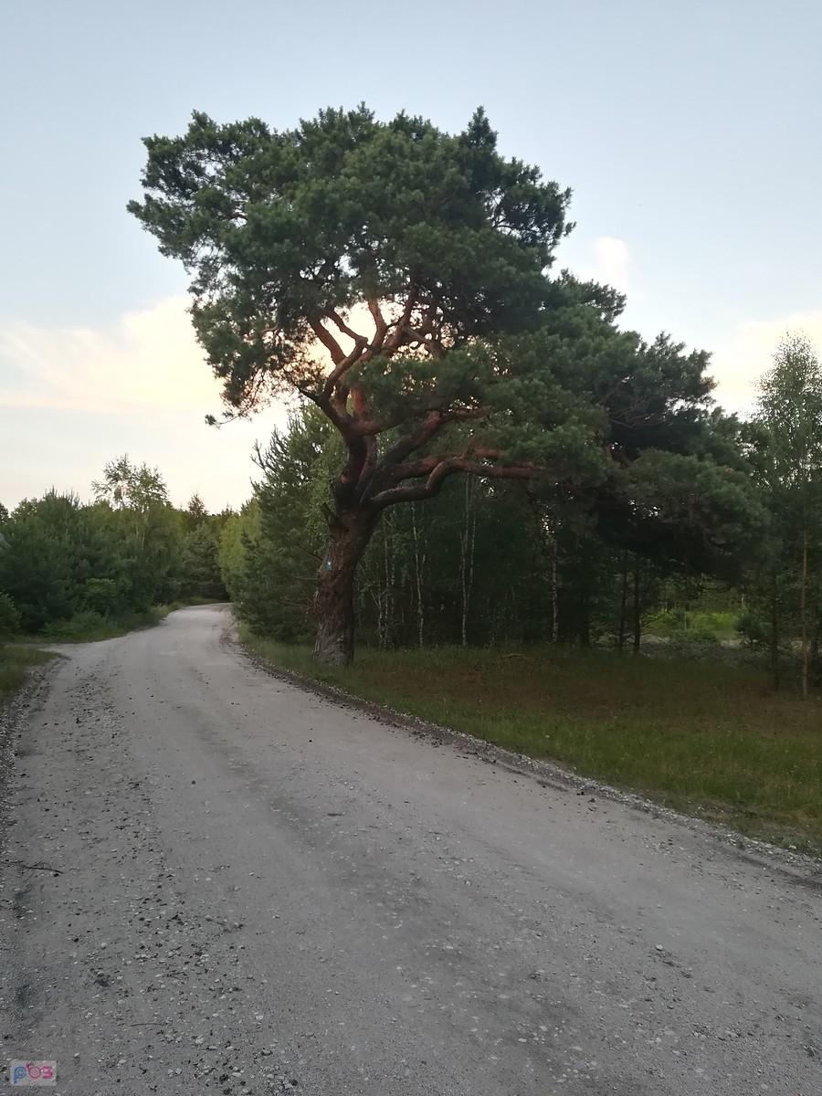 Stara sosna - pomnik przyrody
